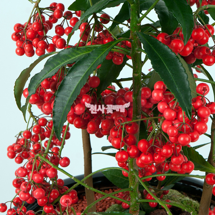 상세이미지